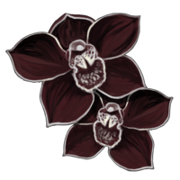orchidee-noire.png?1828806360