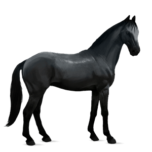 Кон за езда Акхал-текински Петнистосив