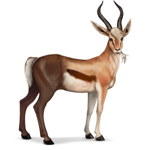 chimerique-gazelle